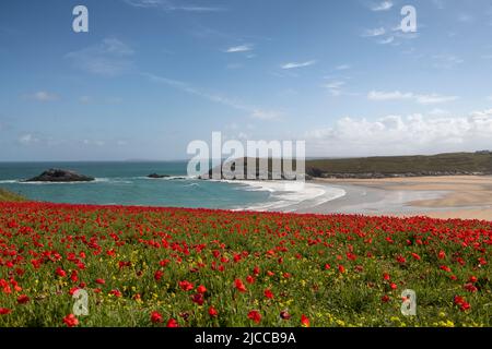 Weather in Cornwall Blues sky, fields of Red Poppies ,Red poppies, West Pentire Cornwall looking over, Holywell Bay, Crantock Beach and Poly joke beach wildflower meadow, poppies and marigolds Credit: kathleen white/Alamy Live News Stock Photo