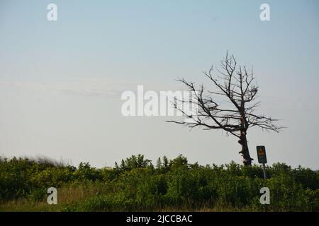 Wind damaged trees on Cavendish Beach, PEI Stock Photo