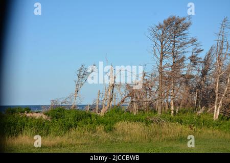 Wind damaged trees on Cavendish Beach, PEI Stock Photo