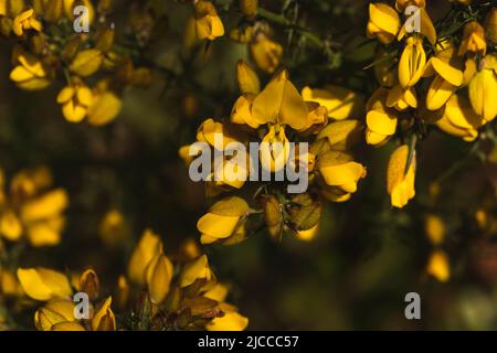 Common gorse (Ulex europaeus) yellow flowers Stock Photo