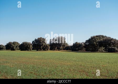 Holm oak trees grove and green sown field in La Mancha, Spain Stock Photo