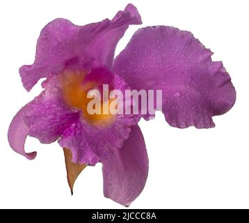 Large purple orchid isolated on white background. Lilac Cattleya flower. Bud plant. Cattleya orchid Blc Triumphal Coronation Seto Cattleyas, Vandas, Dendrobiums in bloom. Stock Photo