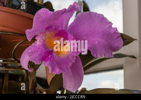 Large purple orchid. Lilac Cattleya flower. Bud plant. Cattleya orchid Blc Triumphal Coronation Seto Cattleyas, Vandas, Dendrobiums in bloom. Stock Photo