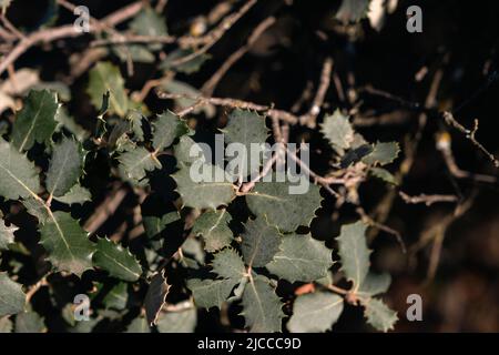 Holly oak (quercus ilex) prickly leaves, evergreen foliage close up Stock Photo