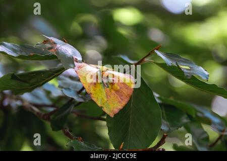 Mikiola fagi midge galls on beech (Fagus sylvatica) leaves Stock Photo