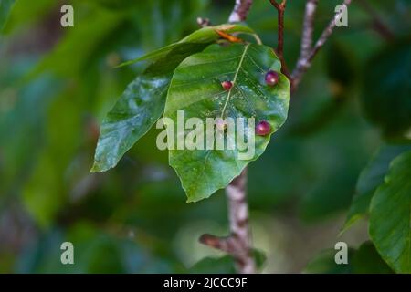 Mikiola fagi midge galls on beech (Fagus sylvatica) leaves Stock Photo