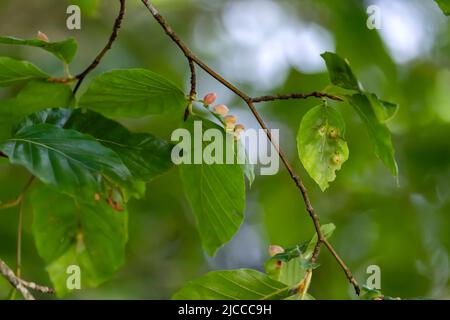 Mikiola fagi midge galls on beech (Fagus sylvatica) leaves Stock Photo