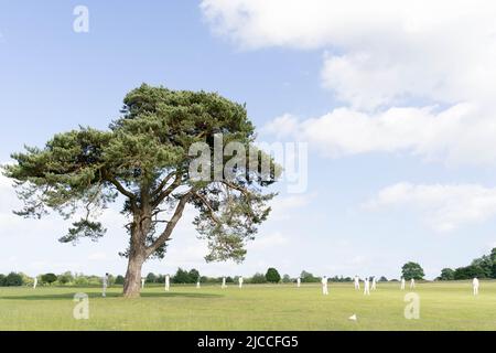 Cricket players enjoy a game in Summer afternoon, over shadowed by  a large tree in deer park Kent England UK Stock Photo