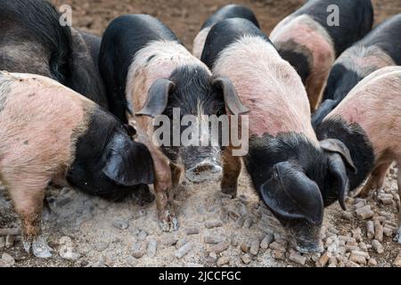 Pedigree Saddleback piglets feeding on meal, East Fortune Farm, East Lothian, Scotland, UK Stock Photo