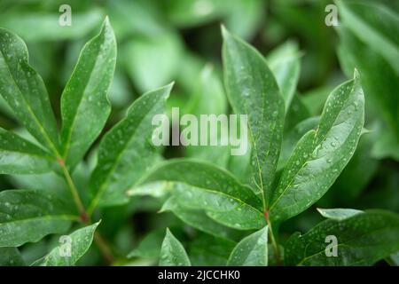 Drops of water on the green leaves of peonies. Blurred background. Macro. Garden, garden floriculture Stock Photo