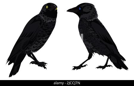 Set of two black crows in different angles with yellow and blue eyes on a white background Stock Vector