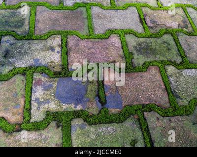 Wild grass patches on the footpath tiles. dehradun, Uttarakhand India. Stock Photo