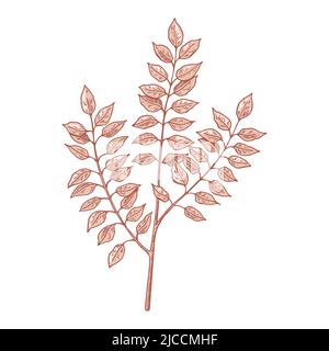 Hand drawn branch with leaves isolated on white. Vector illustration in sketch style. Stock Vector
