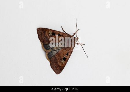 Purple Clay Moth Stock Photo