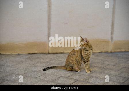 Tabby cat sitting on a sidewalk block Stock Photo