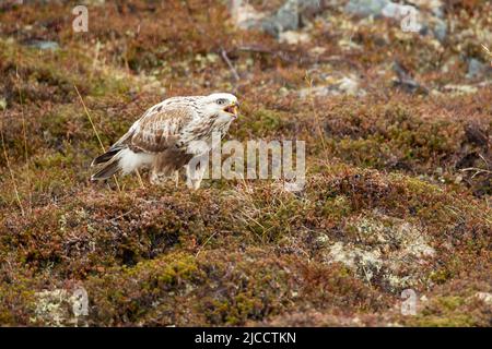 Rough-Legged Hawk, rough-legged Buzzard (Buteo lagopus) Stock Photo