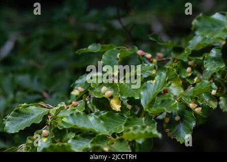 Mikiola fagi midge galls on beech (Fagus sylvatica) leaves Stock Photo