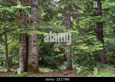 Silver firs (Abies Alba) in Oza forest, Spain Stock Photo