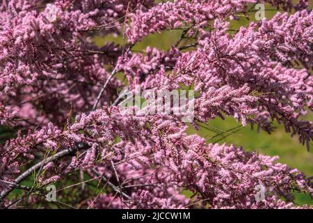 Tamarix chinensis or chinese tamarix pink flowers blooming in spring Stock Photo