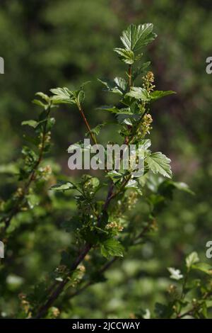 Blooming shrub in spring golden currant - Ribes aureum in garden, Lithuania Stock Photo