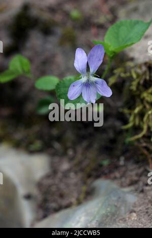 Closeup of blue wild forest flower early dog-violet - Viola reichenbachiana in botanical garden, Lithuania Stock Photo