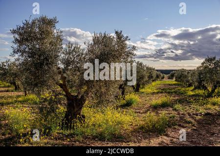 Olive trees (Olea europaea) field with  springtime blooming yellow flowers Stock Photo