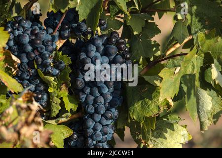 Vitis vinifera winemaking vineyard grape vines with ripe dark blue fruits in harvest season Stock Photo