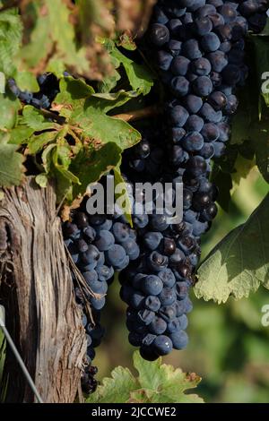 Vitis vinifera winemaking vineyard grape vines  ripe dark blue fruits in harvest season Stock Photo
