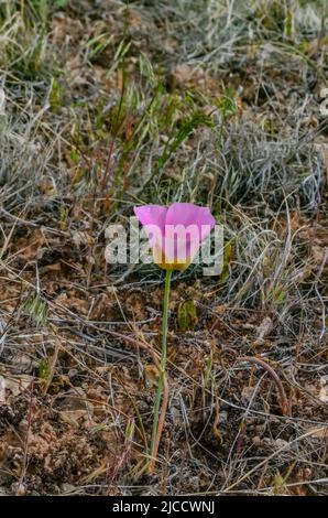 Wild flowers on the slopes of mountains in the north of Utah, USA Stock Photo