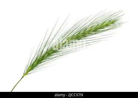 Single wall barley grass dangerous for dogs isolated on white background close up Stock Photo