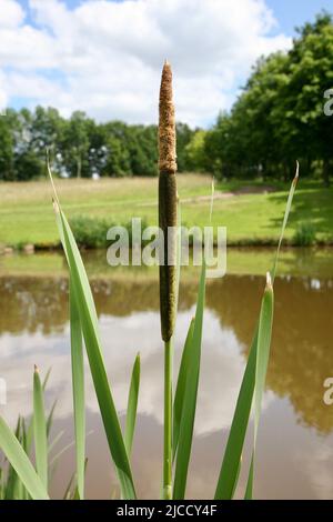 Bullrushes by the lake Stock Photo