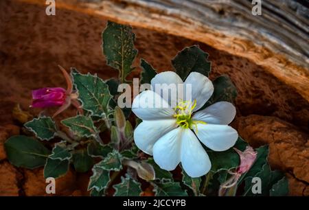 Desert Dwarf Evening Primrose (Oenothera caespitosa), Canyonlands National Park, Utah USA Stock Photo