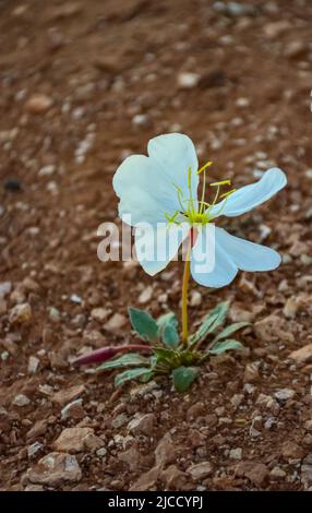 Desert Dwarf Evening Primrose (Oenothera caespitosa), Canyonlands National Park, Utah USA Stock Photo