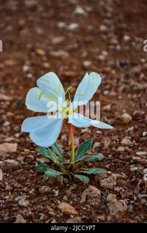 Desert Dwarf Evening Primrose (Oenothera caespitosa), Canyonlands National Park, Utah USA Stock Photo