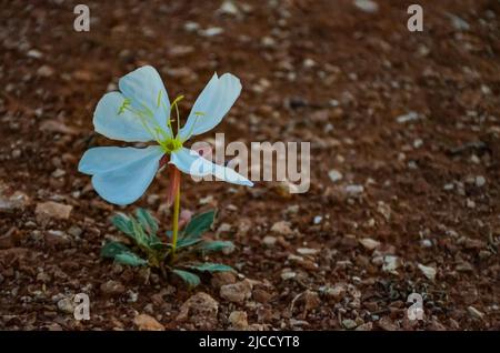 Desert Dwarf Evening Primrose (Oenothera caespitosa), Canyonlands National Park, Utah USA Stock Photo