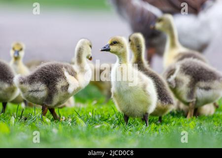 Flock of young geese grazing green grass