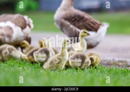 Flock of young goslings with their parents grazing grass