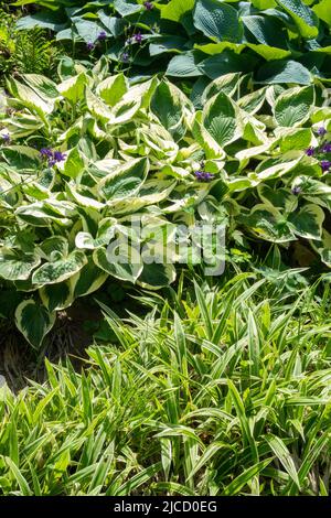 Hosta Patriot, Carex siderosticta, Garden, Border, Hostas, Plantain Lily, Hardy, Plants Stock Photo