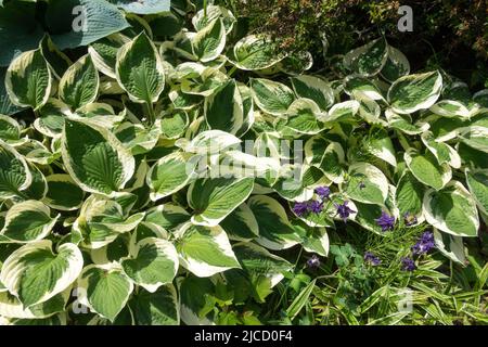 Plantain Lily, Hosta Patriot, In, Garden, Hardy, Perennials, Plant, Hostas Stock Photo