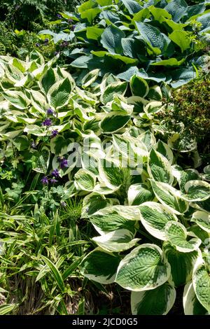 Hosta Patriot, Hardy, Groundcover, Garden, Border, Variegated, Plantain Lily, Hosta, Leaves Stock Photo