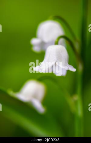 Lily-of-the-valley - Convallaria majalis, beautiful flowering plant from European forests and woodlands, Zlin, Czech Republic. Stock Photo