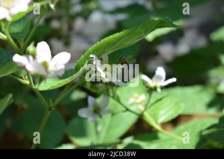 bee on blackberry flowers Stock Photo