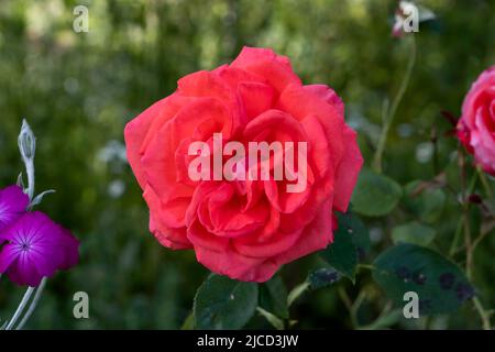 Rose of Provins (Rosa Gallica) flower Stock Photo