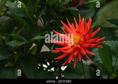 Cactus dahlia (Dahlia cultorum) deep orange flower Stock Photo