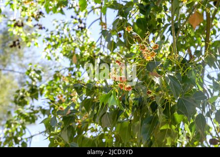 Kurrajong or bottle tree (Brachychiton populneus) green foliage and blooming flowers Stock Photo