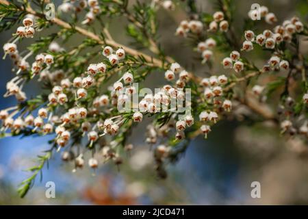 Detail of erica arborea otr tree heath white flowers blooming Stock Photo