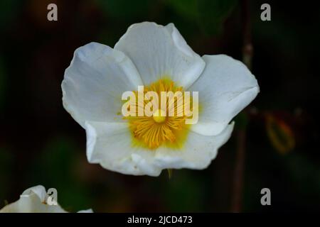 Laurel-leaved rock rose (Cistus laurifolius) white flower Stock Photo