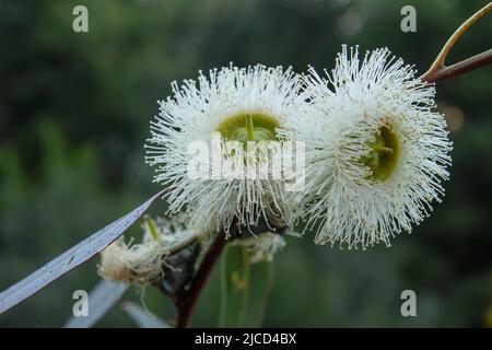 Blue gum (Eucalyptus globulus) white flowers Stock Photo