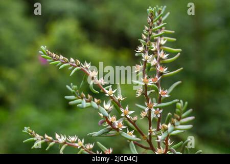 Sedum hispanicum (Spanish Stonecrop)  succulent plant blooming in spring Stock Photo