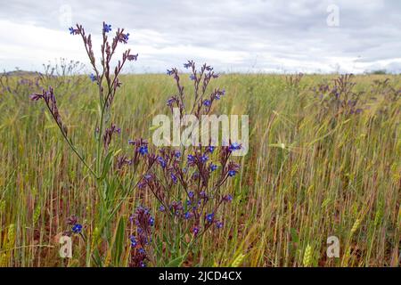 Anchusa azurea (italian bugloss) flowering plant with blue blossoms on a barley field Stock Photo